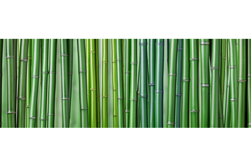 brise vue bambou vert